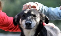 狗砸皮肤最新爆料,神秘外观与独特技能大揭秘！